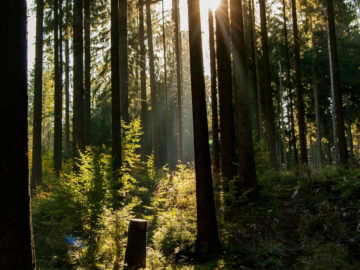 Innere Ruhe finden im Erzgebirge Stimmungsvolle Aufnahme eines dichten Waldes im Erzgebirge, in den warmes Sonnenlicht durch die Baumwipfel fällt und sichtbare Strahlen bildet.