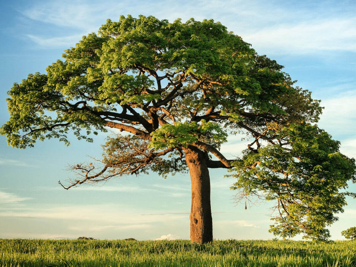 Stabilität in stürmischen Zeiten Ein einzelner, mächtiger Baum auf einer Wiese, der Stabilität und Resilienz in Krisen symbolisiert.