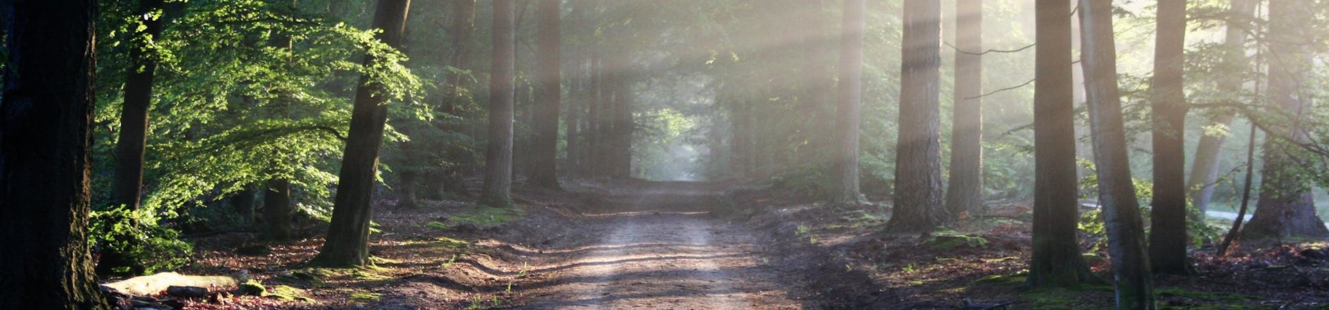 Waldweg